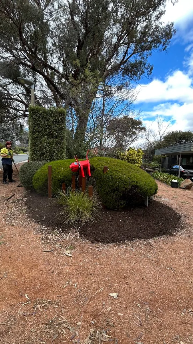 Team member mulching around established shrubs and trees
